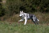 SIBERIAN HUSKY 506